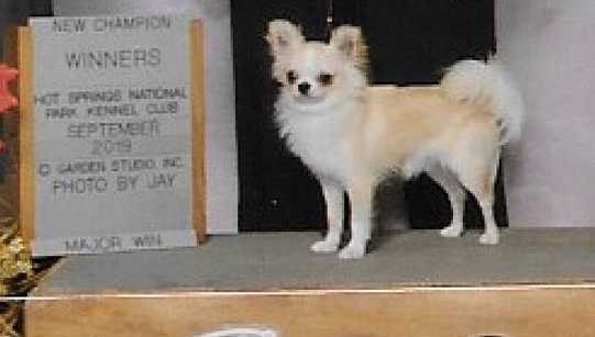 Chihuahuas Teacup Long Haired Chihuahua Puppies For Sale