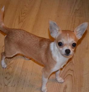 Female Long Hair Chihuahua Puppies for Sale Female Teacup Chihuahuas ...