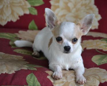 Female Long Hair Chihuahua Puppies for Sale Female Teacup Chihuahuas ...