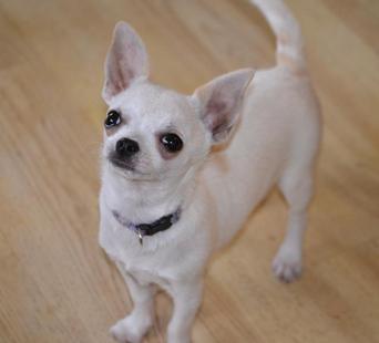 Female Long Hair Chihuahua Puppies for Sale Female Teacup Chihuahuas ...