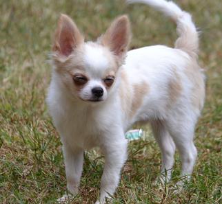 Female Long Hair Chihuahua Puppies for Sale Female Teacup Chihuahuas ...